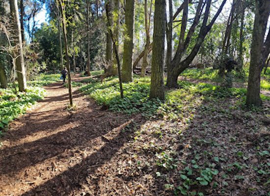 chile/nuble-region/attraction/lantano-park