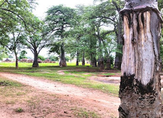 the-gambia/tendaba-camp/attraction/daru-mbayen-baobab-trees-forest