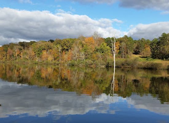 mississippi/the-hills/attraction/holly-springs-national-forest