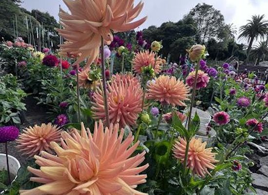 california/bay-area/attraction/dahlia-garden