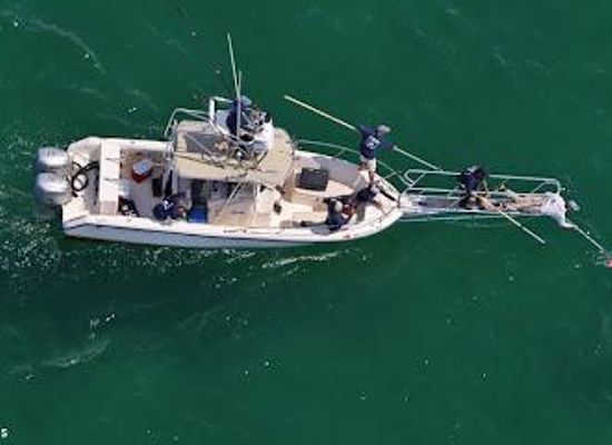 massachusetts/cape-cod/attraction/awsc-shark-center-chatham