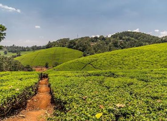 kenya/nairobi/attraction/kiambethu-tea-farm