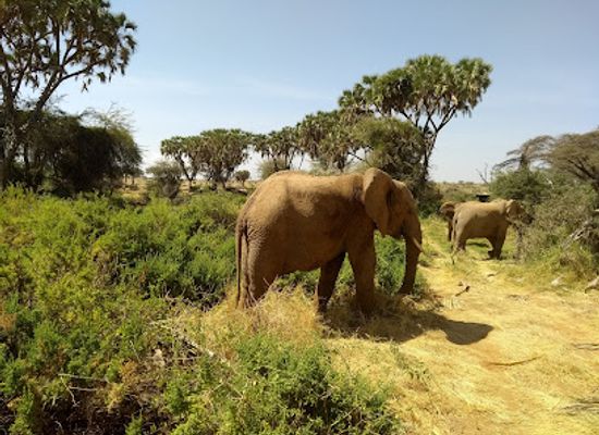 kenya/samburu-national-reserve/attraction/samburu-special-campsite