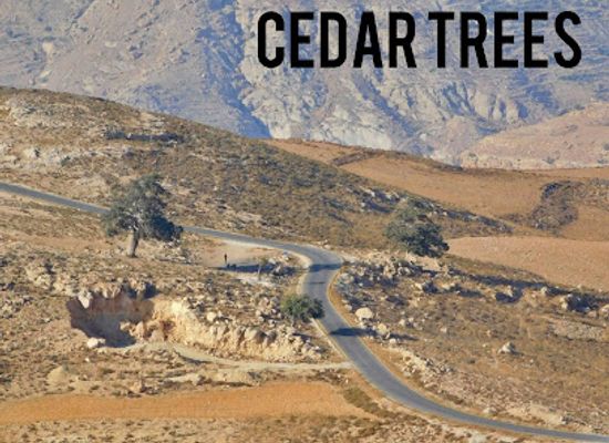 jordan/wadi-hasa/attraction/cedar-tree