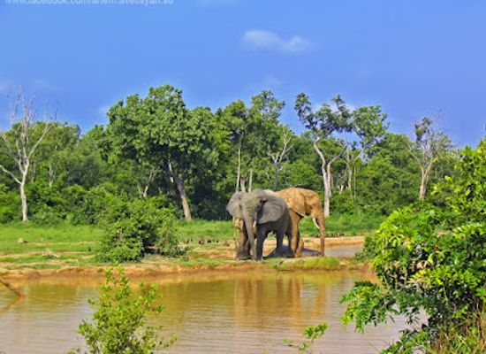 ghana/savannah-region/attraction/mole-national-park