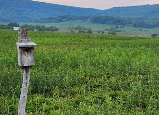 west-virginia/monongahela-national-forest/attraction/canaan-valley-national-wildlife-refuge