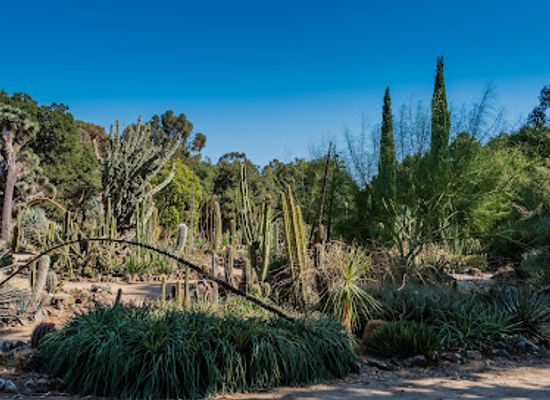 california/palo-alto/attraction/arizona-garden