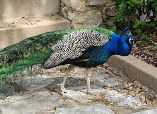 texas/austin/attraction/mayfield-park-and-nature-preserve