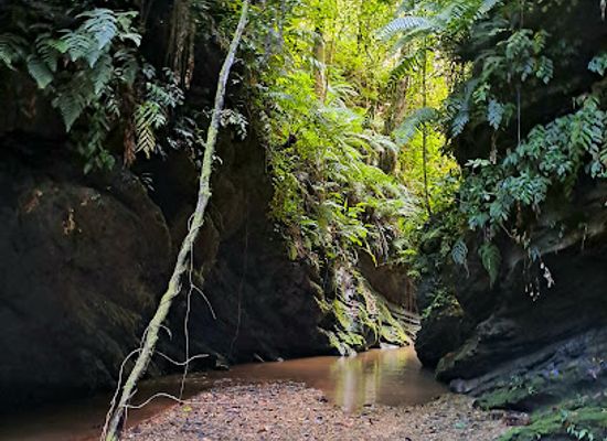 trinidad-and-tobago/asa-wright-nature-centre/attraction/marianne-waterfall