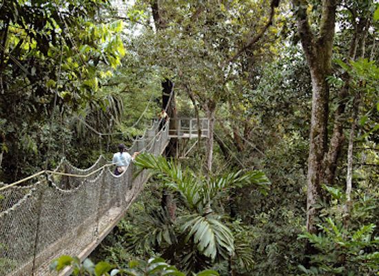 guyana/iwokrama-forest/attraction/iwokrama-forest-reserve