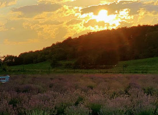 ukraine/bukovina/attraction/lavender-field