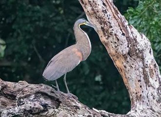 belize/belize-city/attraction/crooked-tree-wildlife-sanctuary