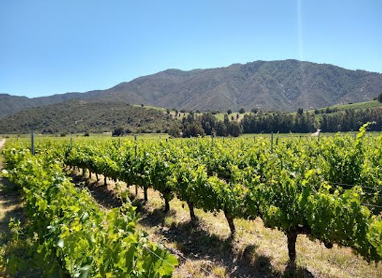 chile/colchagua-valley/attraction/vina-las-ninas