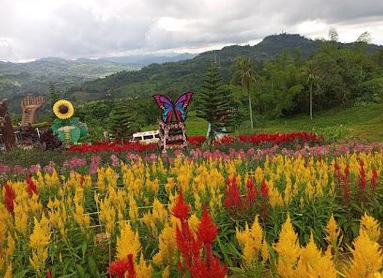 philippines/cebu/attraction/sirao-garden-little-amsterdam