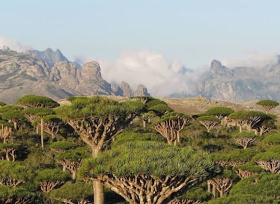 yemen/socotra-archipelago/attraction/diksam