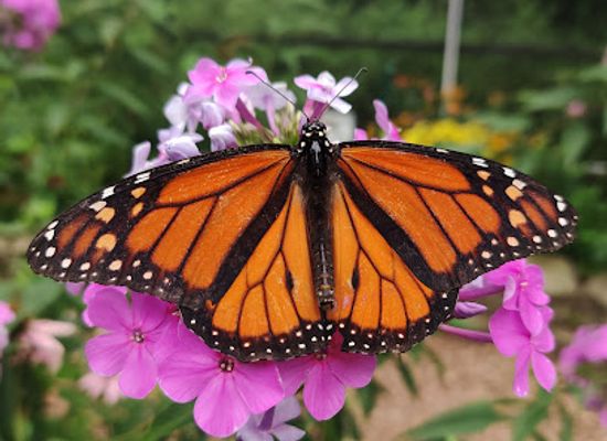 kentucky/bowling-green/attraction/charlie-miller-butterfly-house