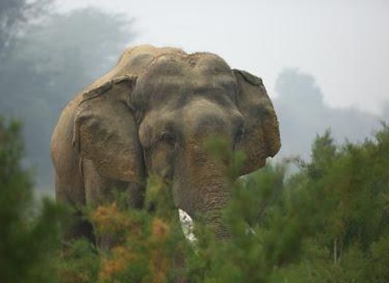 india/agra/attraction/wildlife-sos-elephant-conservation-and-care-center