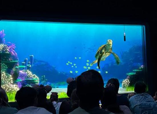 florida/orlando-theme-parks/attraction/turtle-talk-with-crush