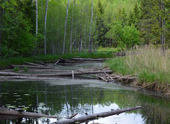 estonia/lahemaa/attraction/koprarada