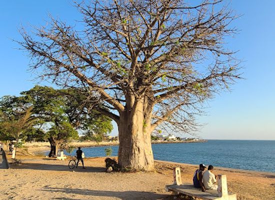 madagascar/majunga/tsaramandroso/attraction/baobab-sur-la-corniche