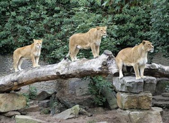 netherlands/leiden/attraction/artis