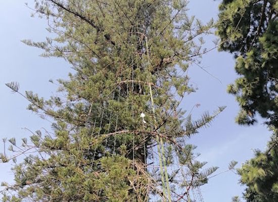 mexico/queretaro/attraction/arbol-de-la-amistad