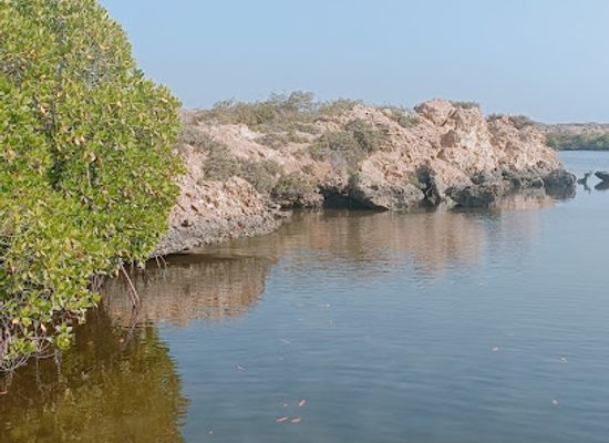 saudi-arabia/farasan-islands/attraction/mangroves-forest