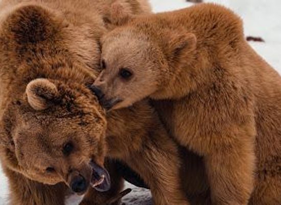 georgia/telavi/attraction/zoological-center-bears-sanctuary