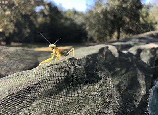 portugal/alentejo/attraction/olival-parreira