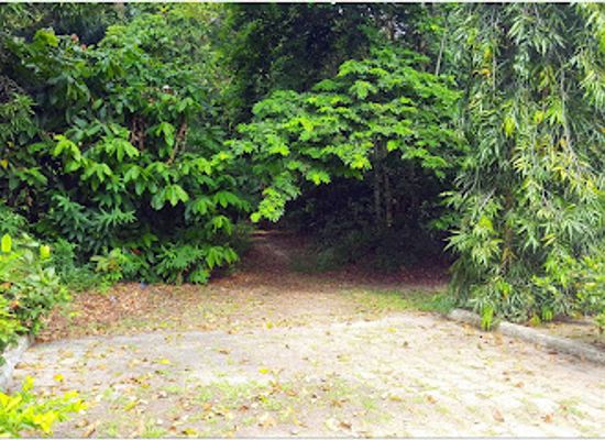 gabon/pongara-national-park/attraction/sibang-arboretum