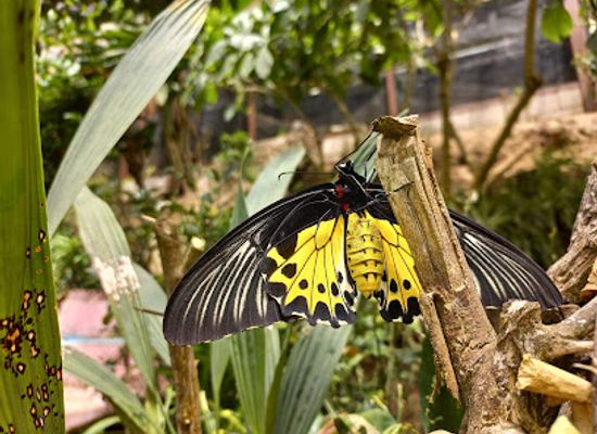 malaysia/kelantan/attraction/butterfly-garden
