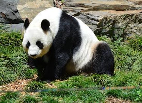 australia/adelaide/attraction/adelaide-zoo