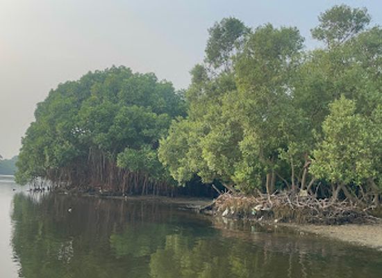 india/puducherry/attraction/pichavaram-mangrove-forest