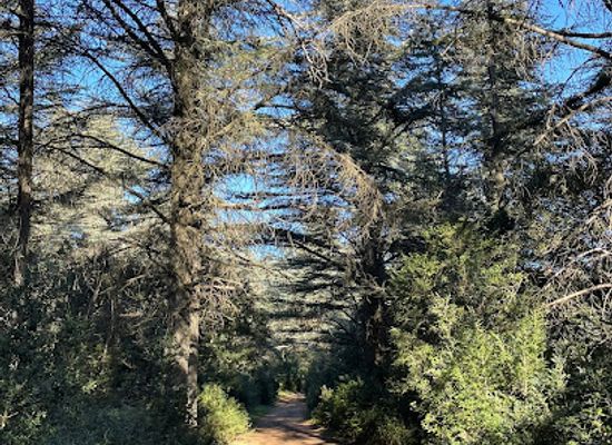france/luberon/attraction/forets-des-cedres