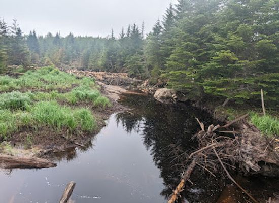 vermont/bennington-county/attraction/lye-brook-wilderness