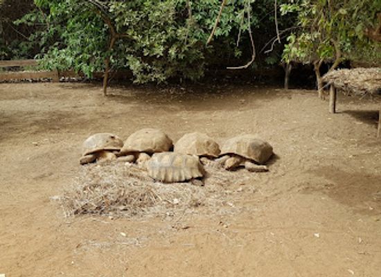 senegal/thies/attraction/the-tortoise-village