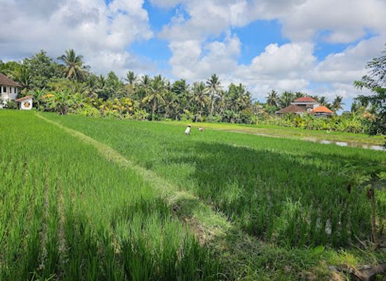 indonesia/bali/canggu/attraction/rice-fields-photo-spot