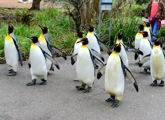 switzerland/basel/attraction/zoo-basel