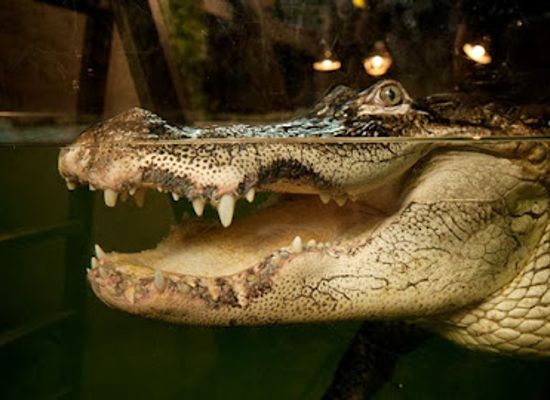 canada/ottawa-valley/attraction/little-ray-s-nature-centre