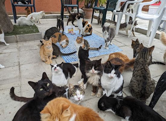 cyprus/paphos-district/attraction/agios-neofytos-catpark