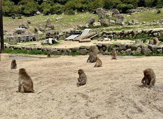japan/awa/attraction/choshi-valley-monkey-kingdom-natural-zoo