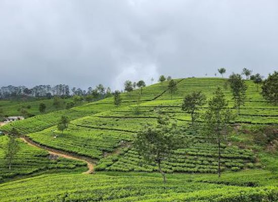 sri-lanka/badulla-district/attraction/lipton-s-seat