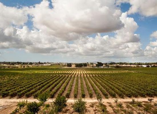 portugal/estremadura/attraction/filipe-palhoca-vinhos