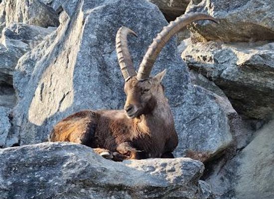 austria/innsbruck/attraction/alpenzoo-innsbruck-tirol