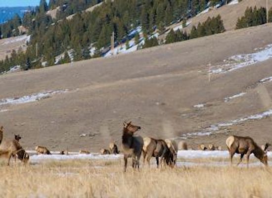 mississippi/jackson/attraction/national-elk-refuge-greater-yellowstone-visitor-center