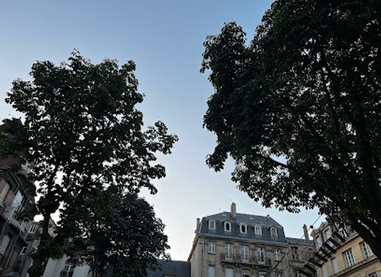 france/reims/attraction/arbre-a-oiseaux