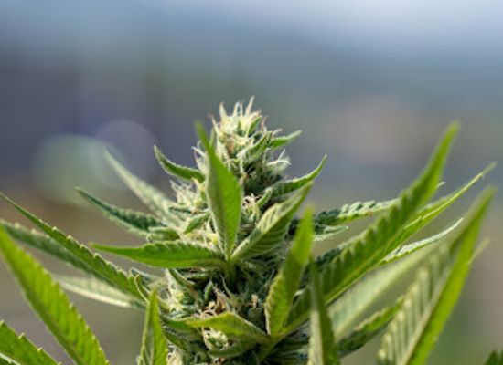 jamaica/runaway-bay/attraction/cannabis-farm-tour-jamaica