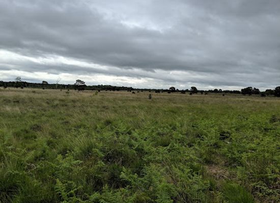 united-kingdom/yorkshire-and-the-humber/attraction/ywt-strensall-common