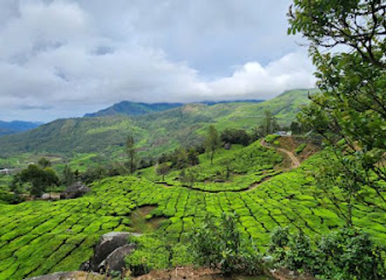 india/munnar/attraction/tea-estate-view-point