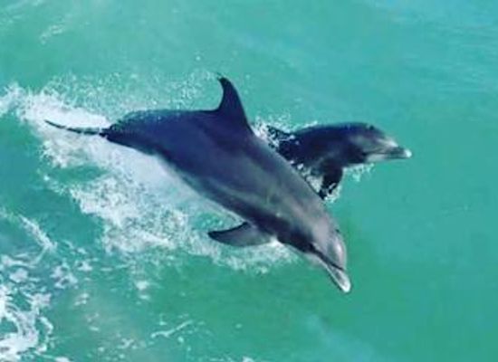 texas/rio-grande-valley/attraction/isla-tours